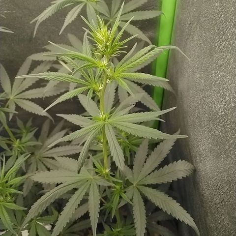 Sawyer growlog timeline photo