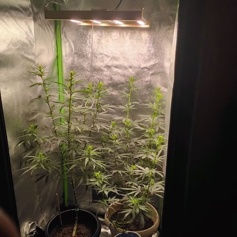 Sawyer growlog timeline photo