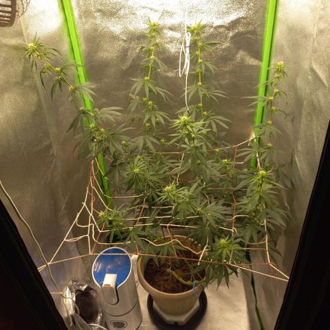 Sawyer growlog timeline photo