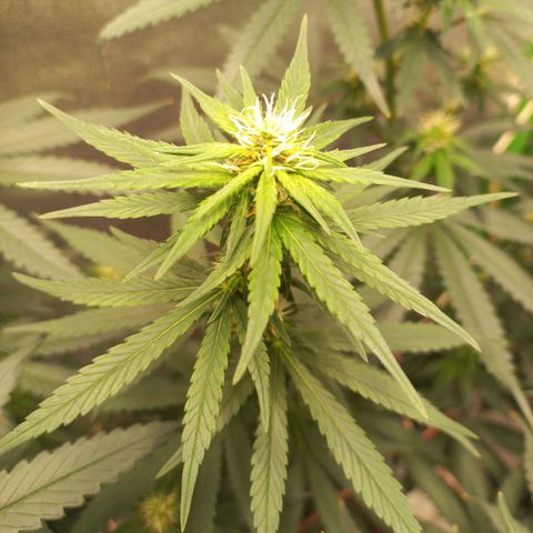 Sawyer growlog timeline photo