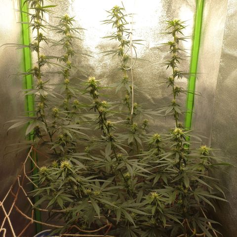Sawyer growlog timeline photo