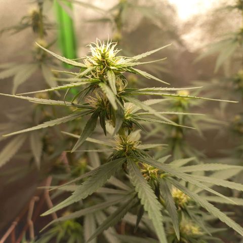Sawyer growlog timeline photo