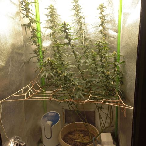 Sawyer growlog timeline photo