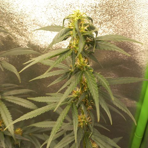 Sawyer growlog timeline photo