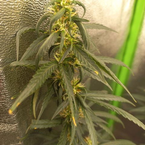 Sawyer growlog timeline photo