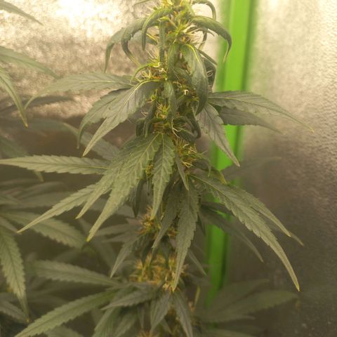 Sawyer growlog timeline photo