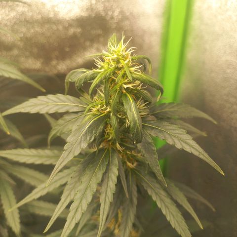 Sawyer growlog timeline photo
