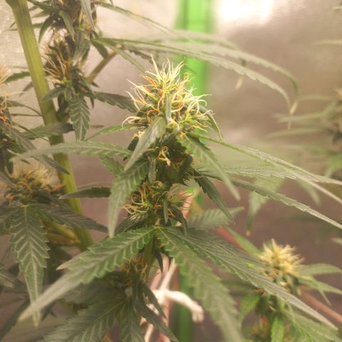 Sawyer growlog timeline photo