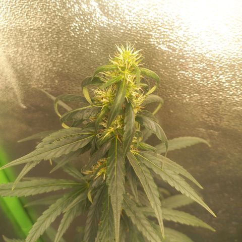 Sawyer growlog timeline photo