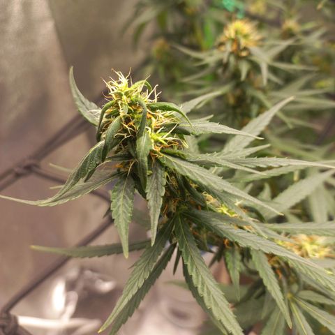 Sawyer growlog timeline photo