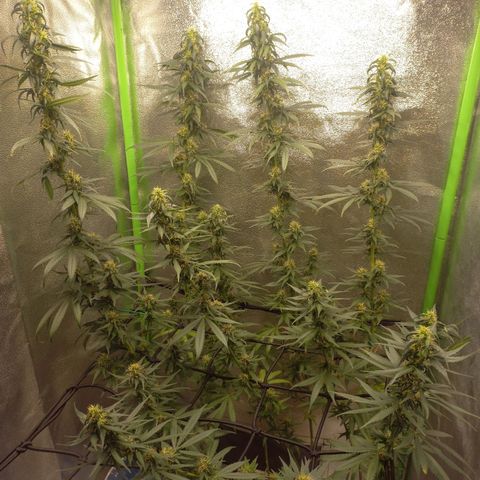 Sawyer growlog timeline photo