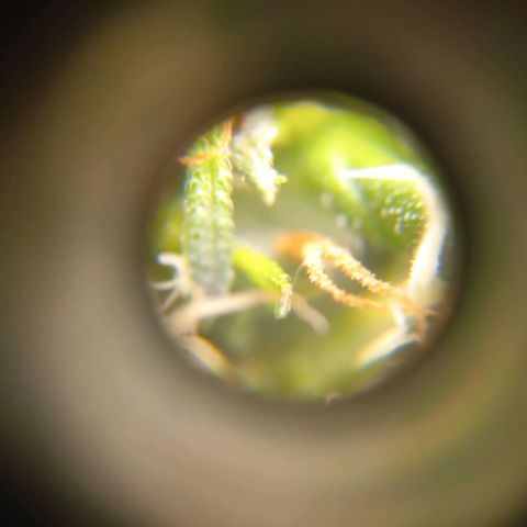 Sawyer growlog timeline photo