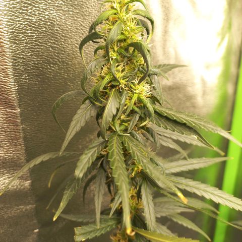 Sawyer growlog timeline photo