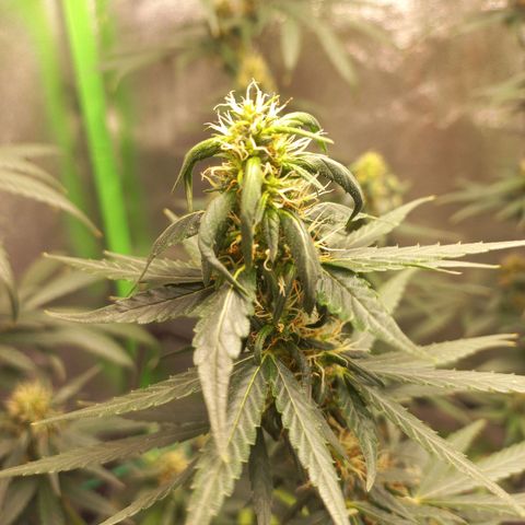 Sawyer growlog timeline photo