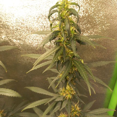 Sawyer growlog timeline photo