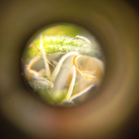 Sawyer growlog timeline photo