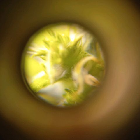 Sawyer growlog timeline photo