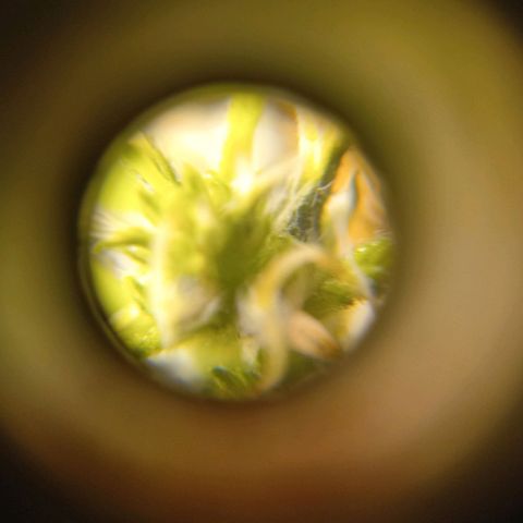 Sawyer growlog timeline photo