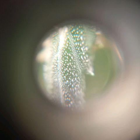 Sawyer growlog timeline photo