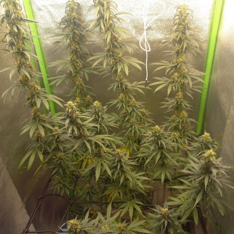 Sawyer growlog timeline photo