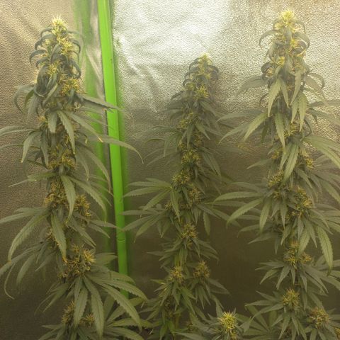 Sawyer growlog timeline photo