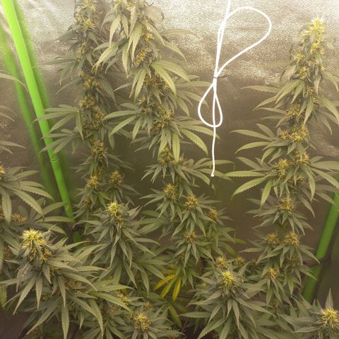Sawyer growlog timeline photo