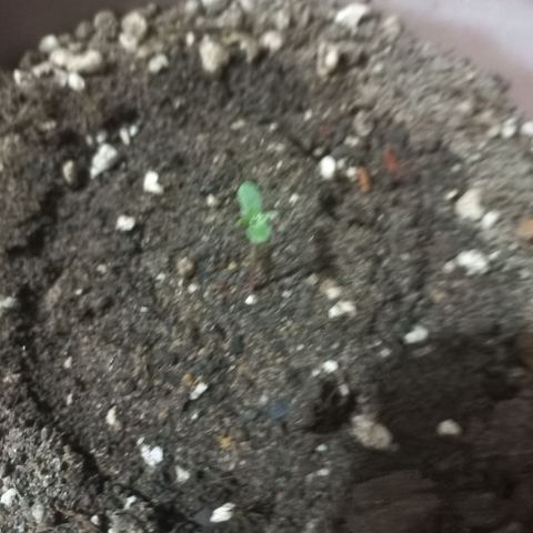 Bin Laden growlog timeline photo