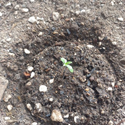 Tangerina growlog timeline photo