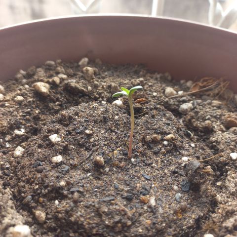 Bin Laden growlog timeline photo
