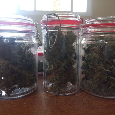 Sawyer growlog timeline photo