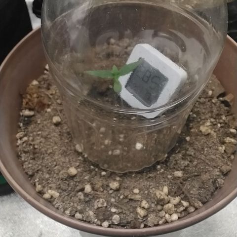 Bin Laden growlog timeline photo