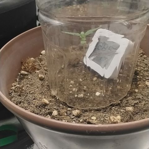 Bin Laden growlog timeline photo
