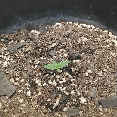 Shai Hulud growlog timeline photo