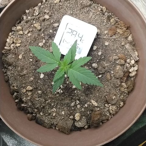 Bin Laden growlog timeline photo