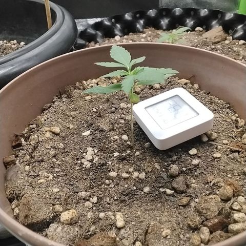 Bin Laden growlog timeline photo
