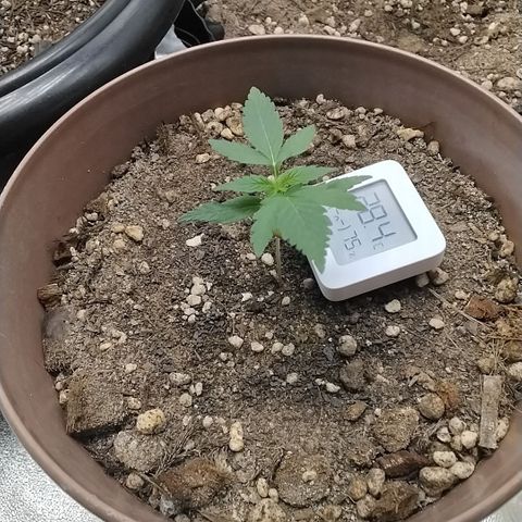 Bin Laden growlog timeline photo