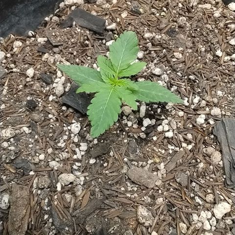 Shai Hulud growlog timeline photo