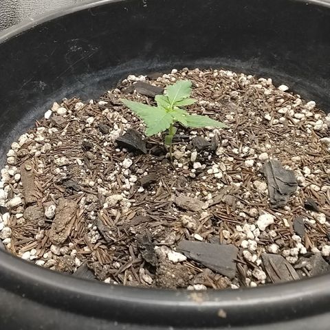 Shai Hulud growlog timeline photo