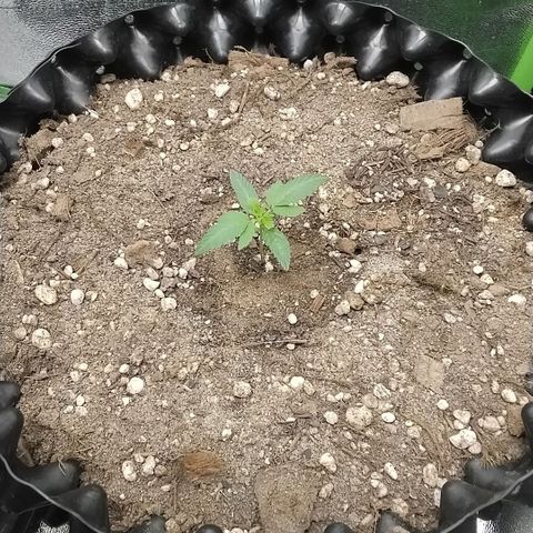 Tangerina growlog timeline photo