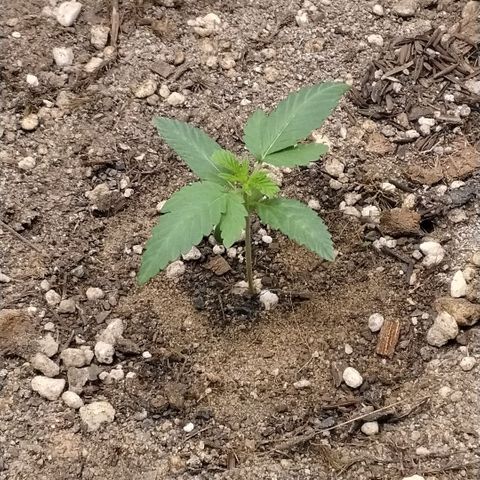 Tangerina growlog timeline photo