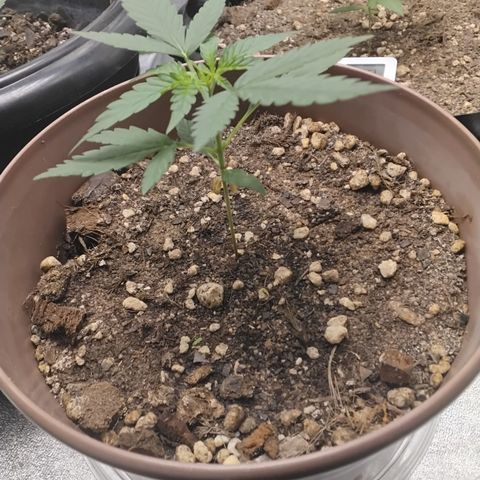 Bin Laden growlog timeline photo