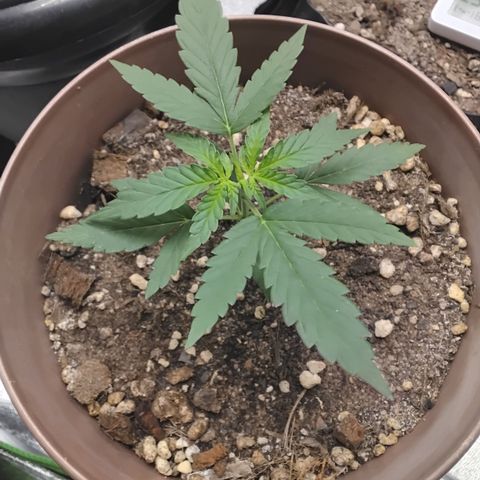 Bin Laden growlog timeline photo