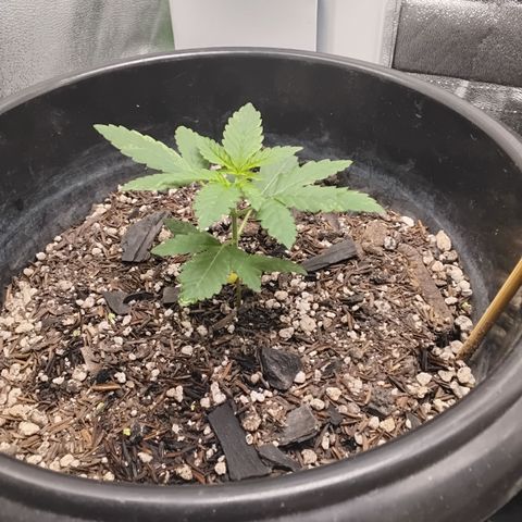 Shai Hulud growlog timeline photo