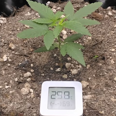 Tangerina growlog timeline photo