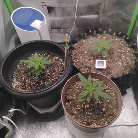 Tangerina growlog timeline photo