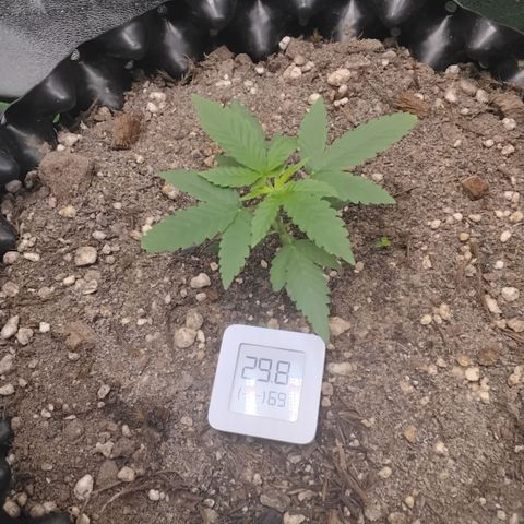 Tangerina growlog timeline photo