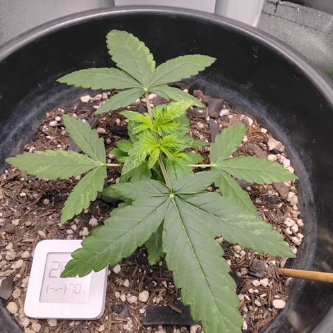 Shai Hulud growlog timeline photo