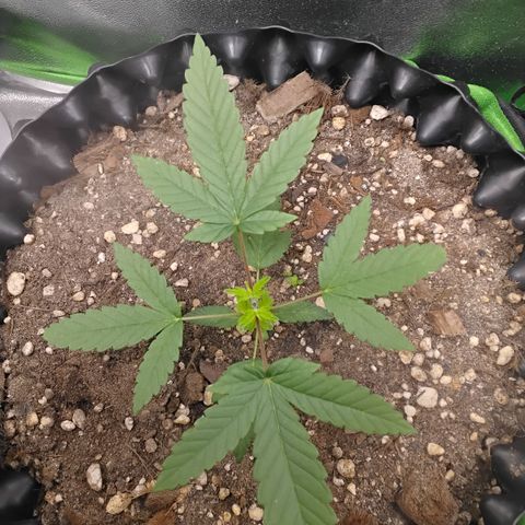 Tangerina growlog timeline photo