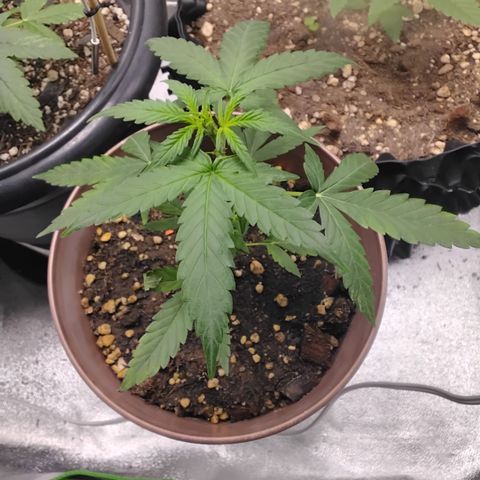 Bin Laden growlog timeline photo