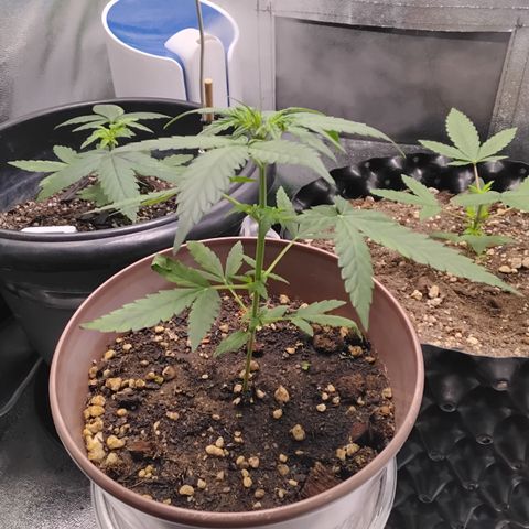 Bin Laden growlog timeline photo